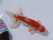 画像3: 錦坂本特選！ジャンボ獅子頭！（2024年産・18cm・オス）ｊ161