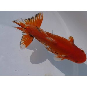 画像: 錦坂本特選！ジャンボ獅子頭！（2024年産・16cm・オス）ｊ164