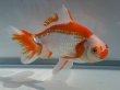 画像5: 錦坂本特選！ジャンボ獅子頭！（2024年産・18.5cm・オス）ｊ160
