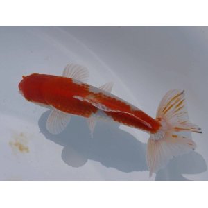 画像: 錦坂本特選！ジャンボ獅子頭！（2024年産・16cm・オス）ｊ168