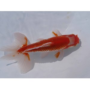画像: 錦坂本特選！ジャンボ獅子頭！（2024年産・17.5cm・オス）ｊ162