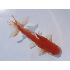 画像: 錦坂本特選！ジャンボ獅子頭！（2024年産・17cm・オス）ｊ163