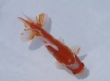画像: 錦坂本特選！ジャンボ獅子頭！（2024年産・15cm・オス）ｊ165