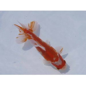 画像: 錦坂本特選！ジャンボ獅子頭！（2024年産・15cm・オス）ｊ165