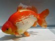 画像6: 錦坂本特選！ジャンボ獅子頭！（2023年産・23.5cm・メス）ｊ176