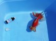 画像4: 錦坂本特選！ジャンボ獅子頭！極上！優美な大型更紗個体 大特価！30日間限定！（2022年産・32cm・メス）ｊ178