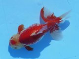 画像: 錦坂本特選！ジャンボ獅子頭！極上！優美な大型更紗個体 大特価！30日間限定！（2022年産・32cm・メス）ｊ178