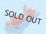 画像: 錦坂本特選！ジャンボ獅子頭！極上！優美な大型更紗個体 大特価！30日間限定！（2022年産・32cm・メス）ｊ178