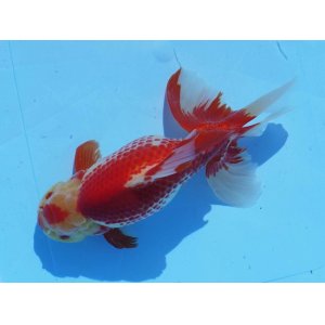 画像: 錦坂本特選！ジャンボ獅子頭！極上！優美な大型更紗個体 大特価！30日間限定！（2022年産・32cm・メス）ｊ178