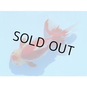 画像: 錦坂本特選！ジャンボ獅子頭！極上！優美な大型更紗個体 大特価！30日間限定！（2022年産・32cm・メス）ｊ178