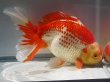 画像5: 錦坂本特選！ジャンボ獅子頭！極上！優美な大型更紗個体 大特価！30日間限定！（2022年産・32cm・メス）ｊ178