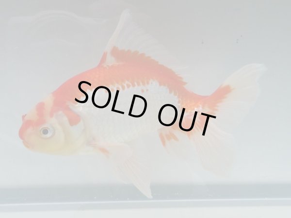 画像6: 錦坂本特選！ジャンボ獅子頭！お買い得！（2024年産・20cm・オス）ｊ189