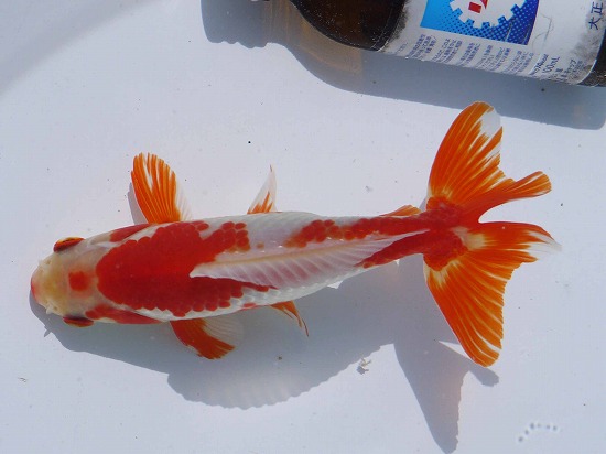 獅子頭 ゼブラオランダ 中国産 22.5㎝ こちらも本当に久し振りに入荷