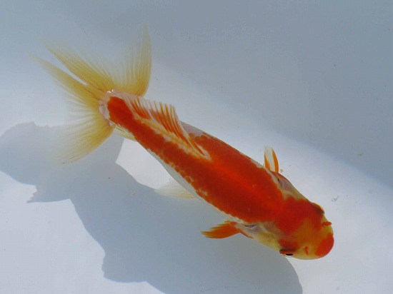 獅子頭 fit=scale-down,w=1200